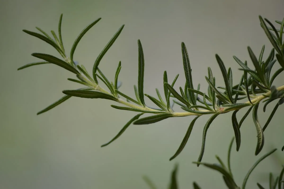 Soja e Grãos para Nutrição Animal — AGROPECUARIA ALECRIM | MT