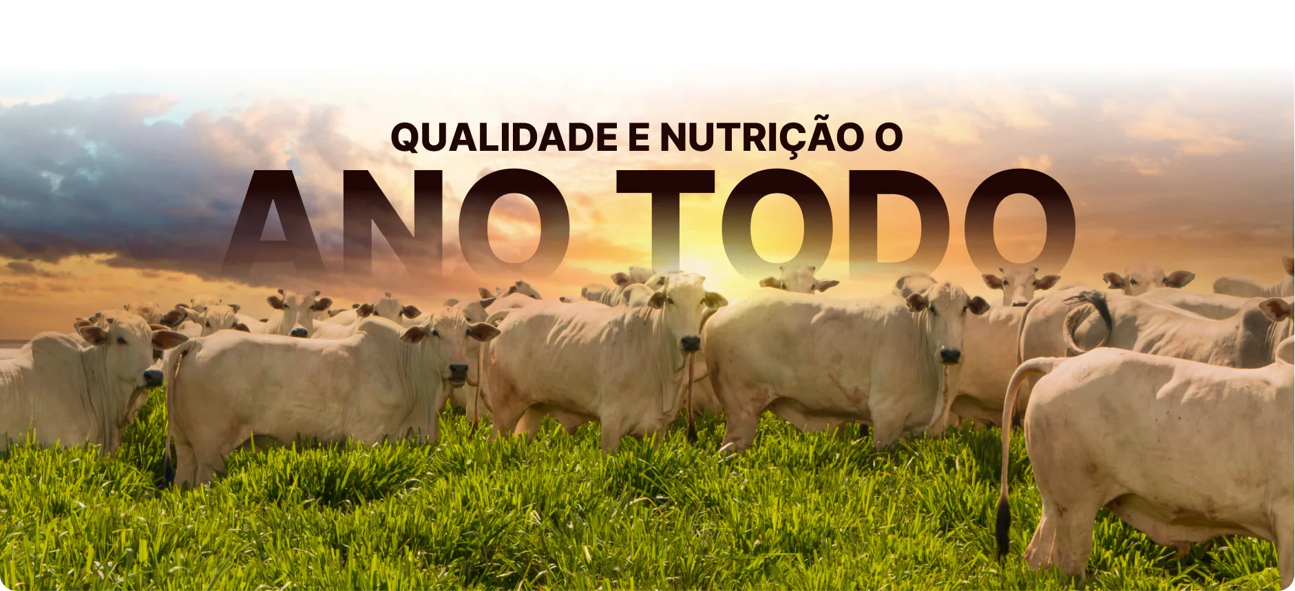 Rações e Alimentos para Animais — TECNOBLOCK - NUTRICAO ANIMAL | Campo Grande/MS