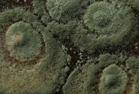 Trichodermil Biofungicida — Trichoderma para Controle Doenças Plantas em Piracicaba, SP